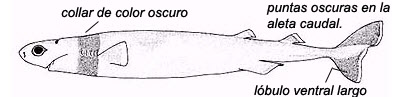 Isistius brasiliensis_01.jpg